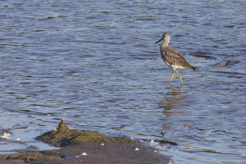 Greater Yellowlegs
