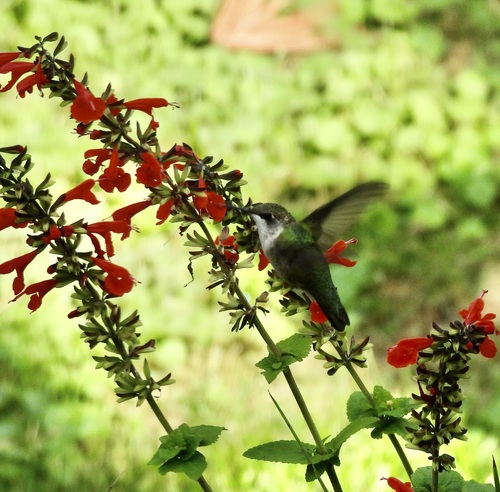Ruby-throated Hummingbird