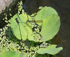 Acanthagrion quadratum