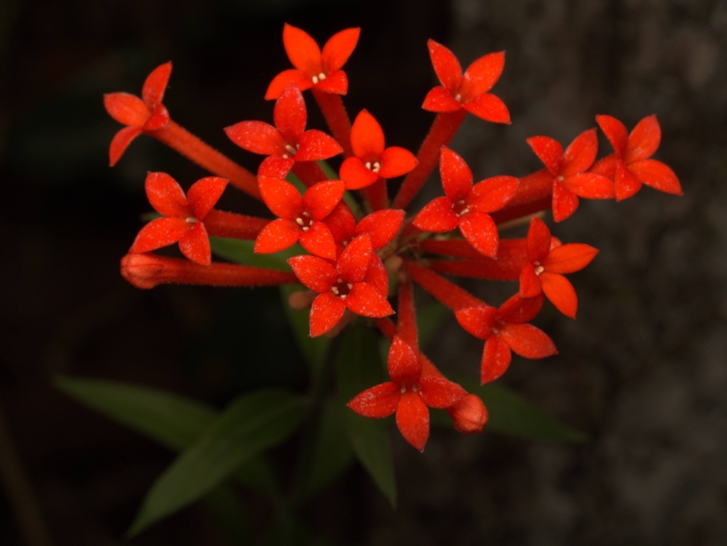 Bouvardia ternifolia; photograph author not stated, no rights reserved