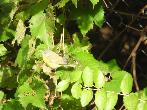 Nashville Warbler