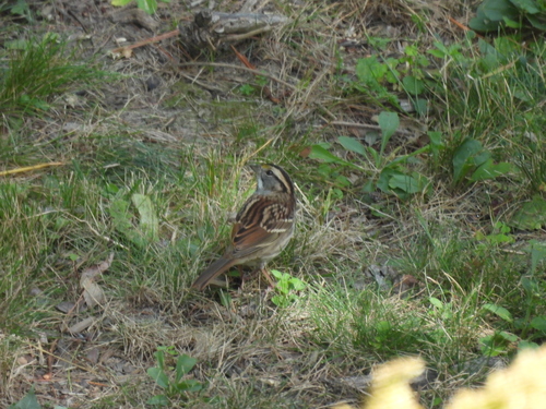 White-throated Sparrow