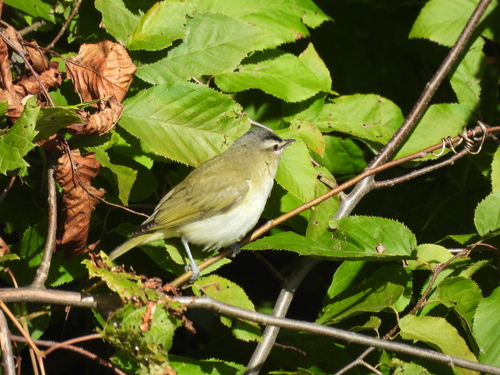 Red-eyed Vireo