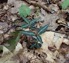 Chimaphila maculata, photograph (c) Steven Lamonde, some rights reserved (CC BY)