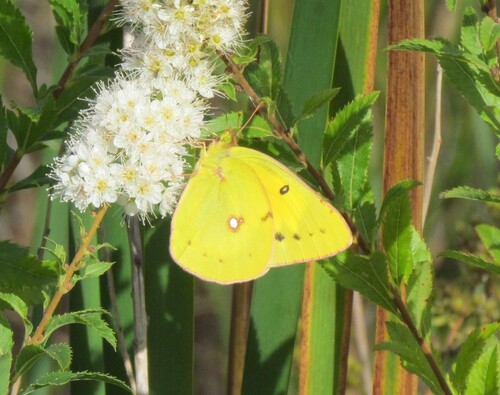Orange sulphur