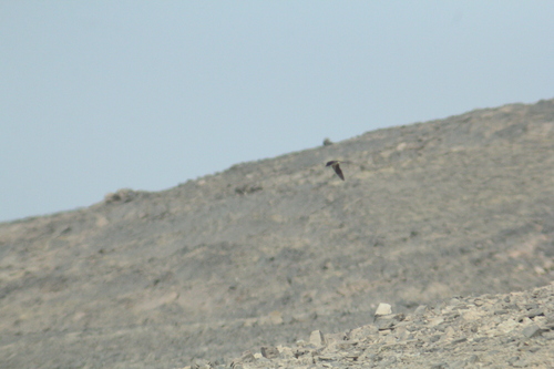 Barn Swallow