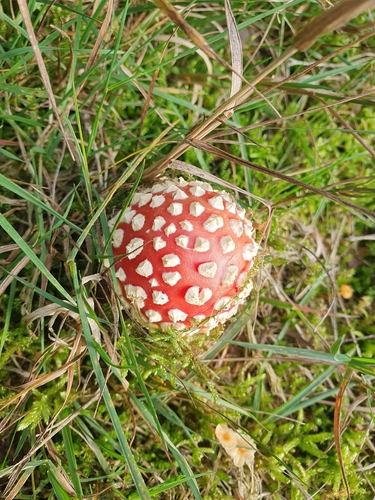 Fly Agaric