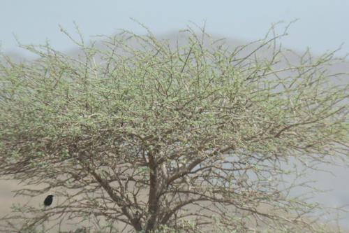 White-crowned Wheatear