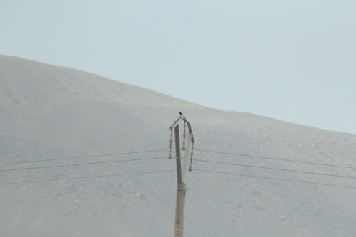 White-crowned Wheatear
