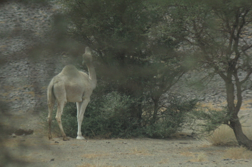 Dromedary Camel