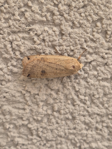 Large Yellow Underwing