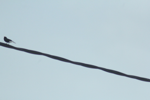 White-crowned Wheatear