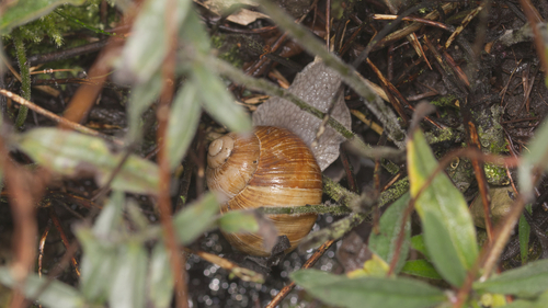 Roman Snail