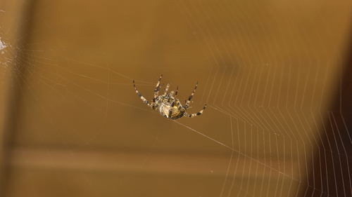 Cross Orbweaver