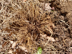 Vincetoxicum rossicum