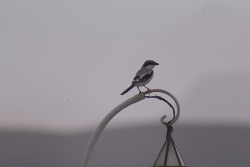 Great Gray Shrike