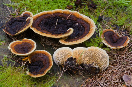 Conifer Mazegill