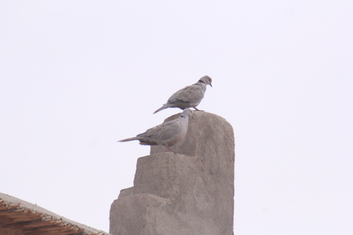 Eurasian Collared-Dove