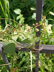 Fallopia dumetorum, photograph (c) Natalia Kazakova, some rights reserved (CC BY)