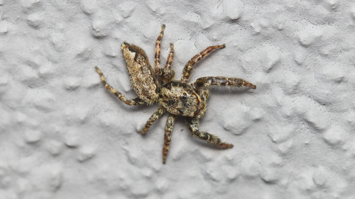 Fencepost jumping spider