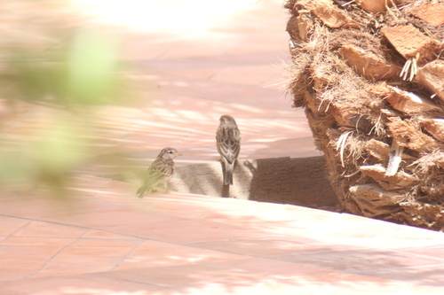 House Sparrow