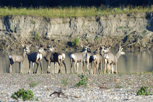 Mule Deer