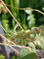 Fallopia dumetorum, photograph (c) Natalia Kazakova, some rights reserved (CC BY)