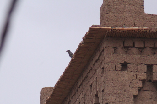 Blue Rock-Thrush