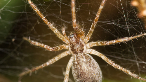 Allagelena gracilens