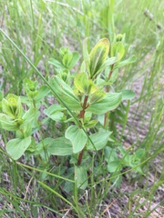 Hypericum maculatum