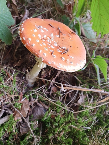 Fly Agaric
