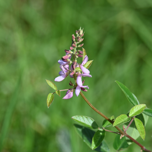 Desmodium intortum observed 2026-09-18