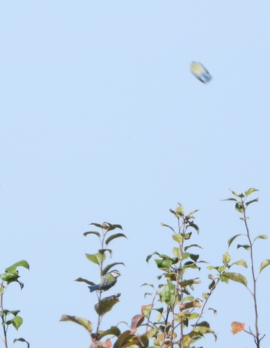 Eurasian Blue Tit