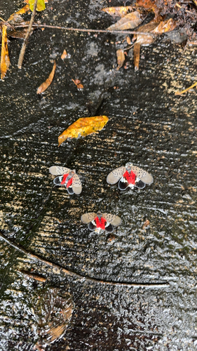 Spotted Lanternfly