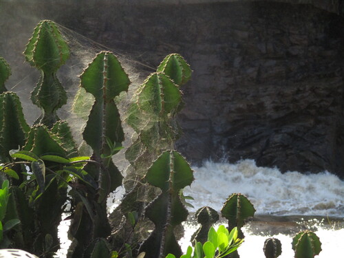 Euphorbia cooperi