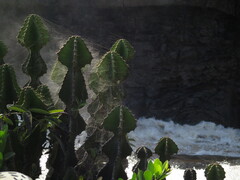 author not stated, no rights reserved Euphorbia cooperi, photograph author not stated, no rights reserved