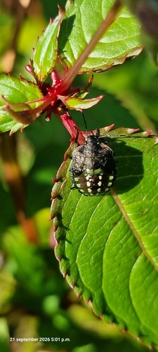 Southern Green Stink Bug