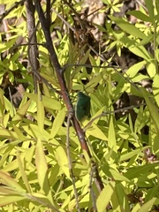 Chlorochroa uhleri