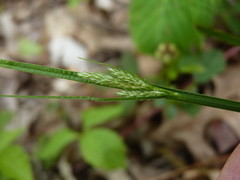 Carex hirsutella