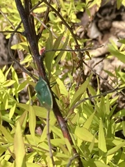 Chlorochroa uhleri