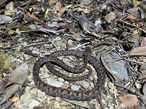 Brown spotted pitviper