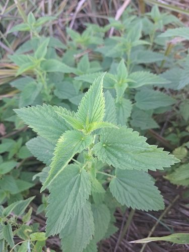 great stinging nettle