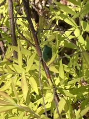 Chlorochroa uhleri