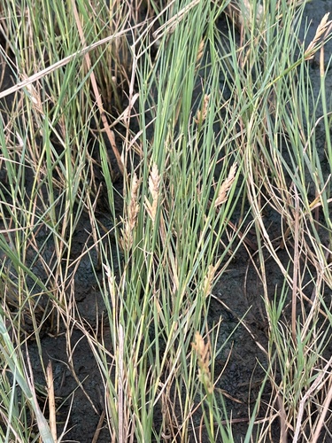 Saltgrass