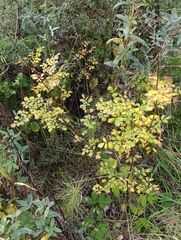 Thalictrum minus