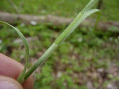 Carex hirsutella
