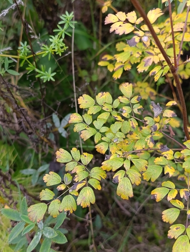 Thalictrum minus, photograph 2