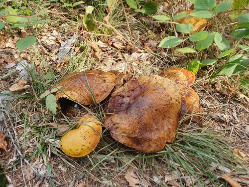 Larch Bolete