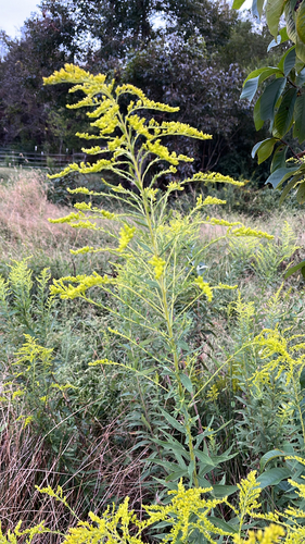 tall goldenrod