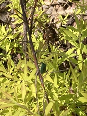 Chlorochroa uhleri